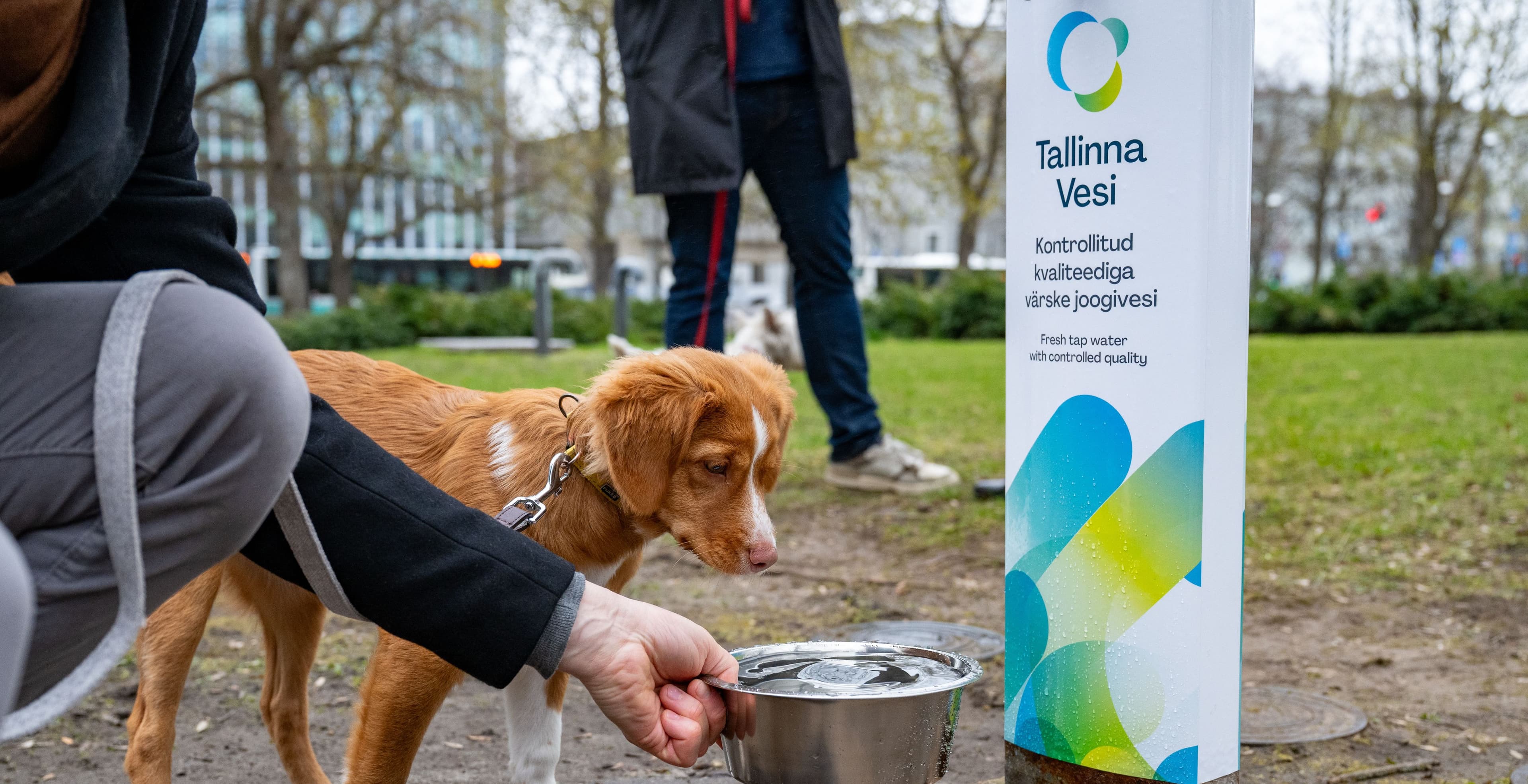 Person fills water bowl for a brown dog from a Tallinna Vesi public dispenser.