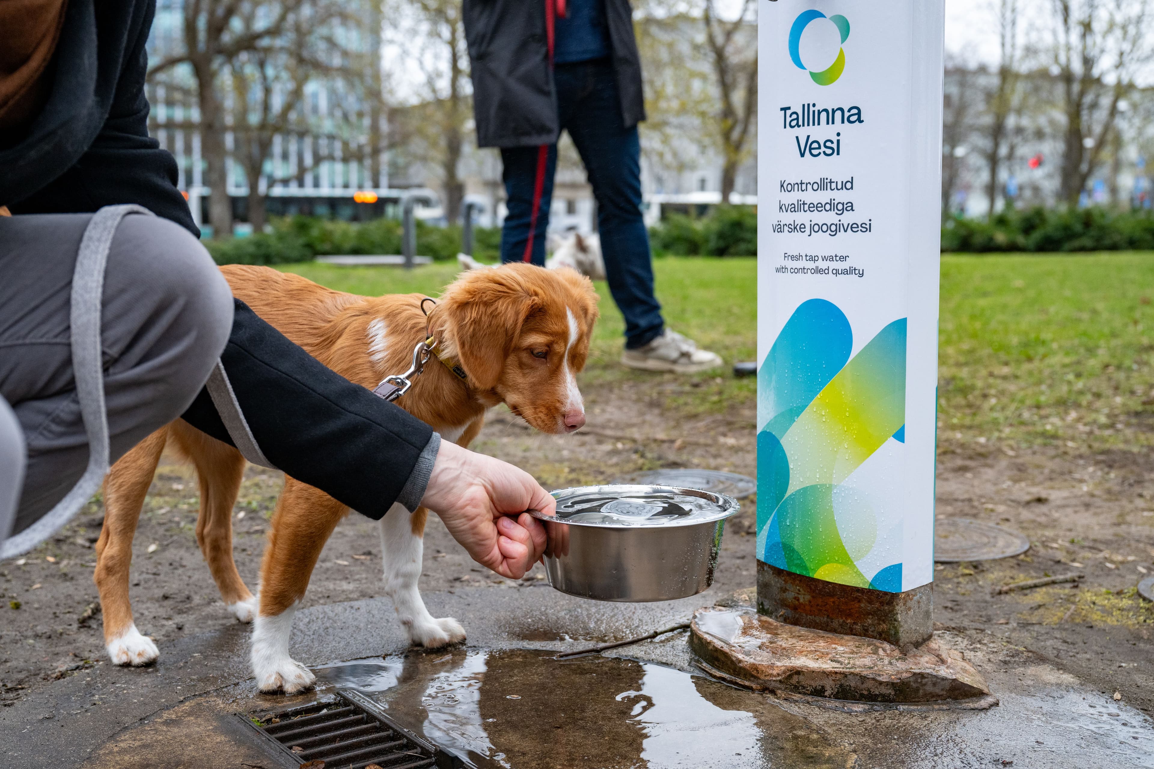 Person offers water to a brown dog from a bowl next to a public water dispenser.