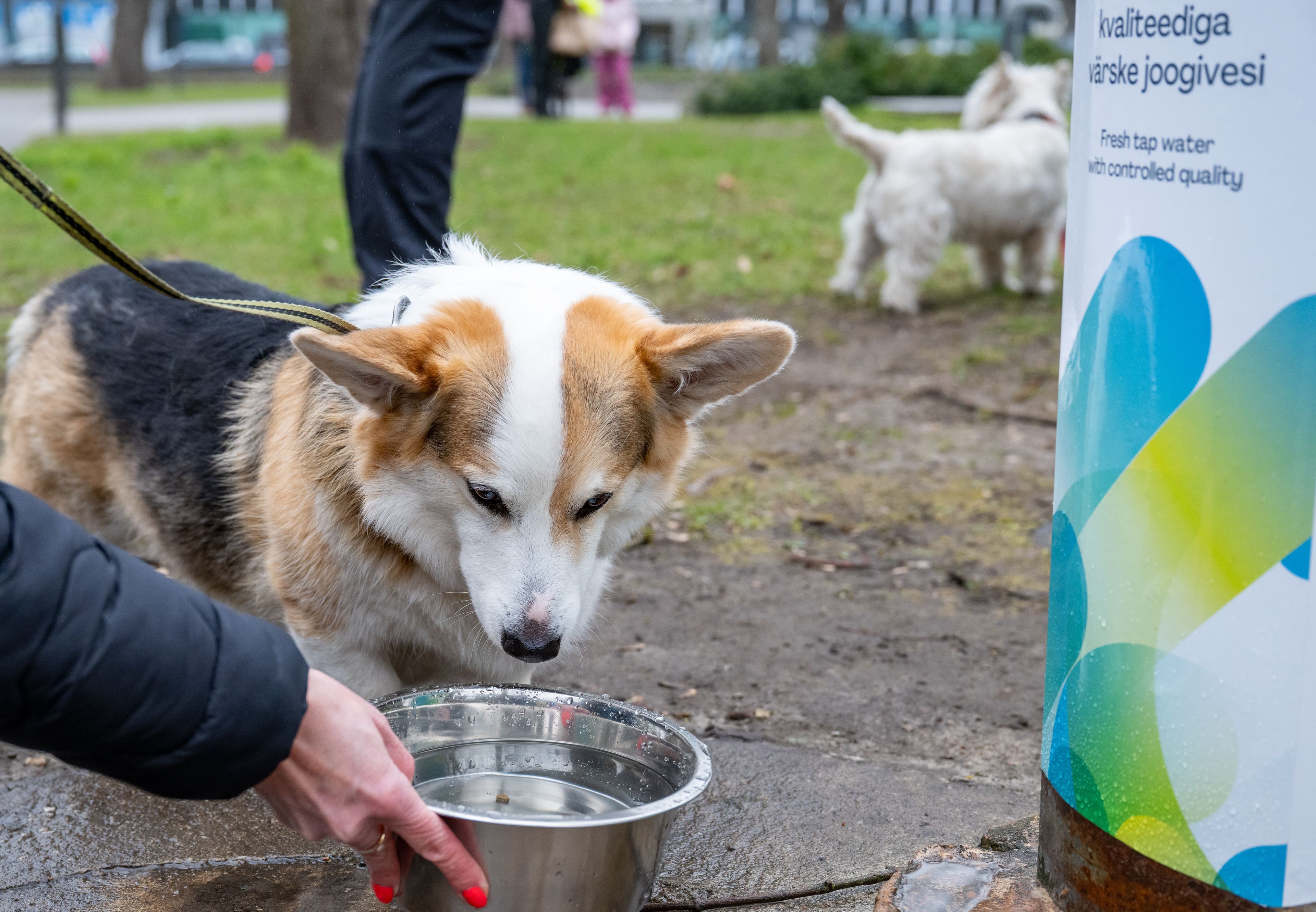 A Corgi drinks water from a metal bowl held by a person outdoors.